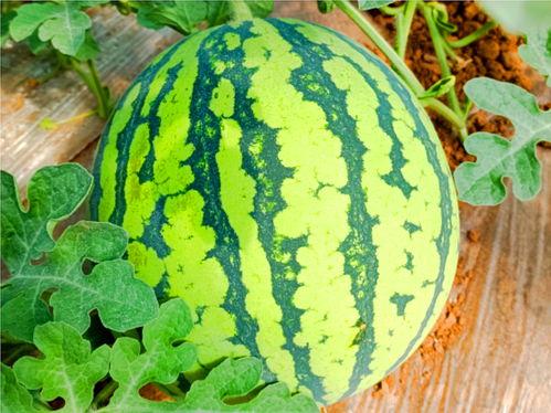 吃瓜网还有啥网,网络舆论场的新势力