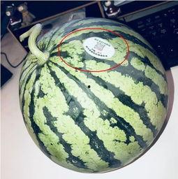 南充网红吃瓜,揭秘当地美食背后的故事